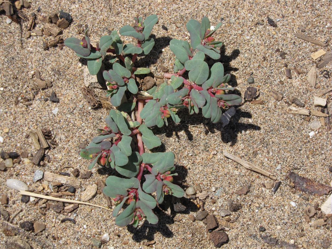 Euphorbia Peplis &copy; Muriel Gasquy