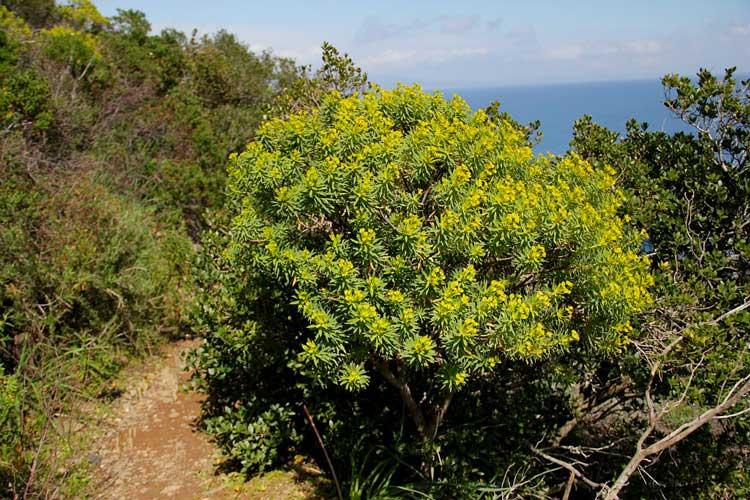 Euphorbe arborescente &copy; Christel Gerardin