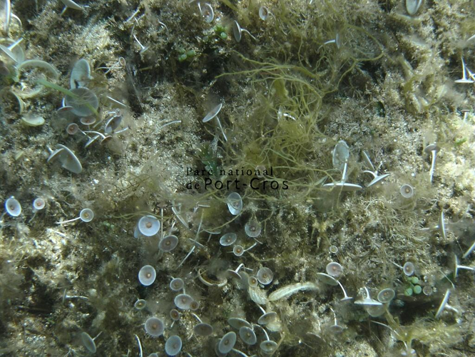 Acétabulaire &copy; Marine Colombey