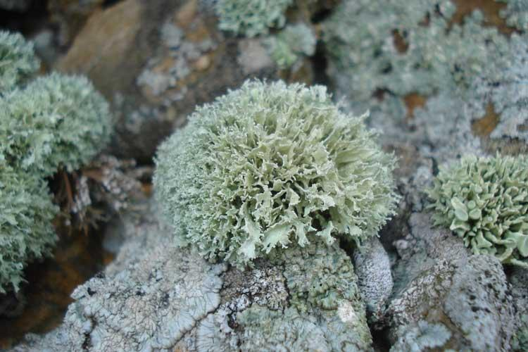 Ramalina breviuscula &copy; Annie Aboucaya