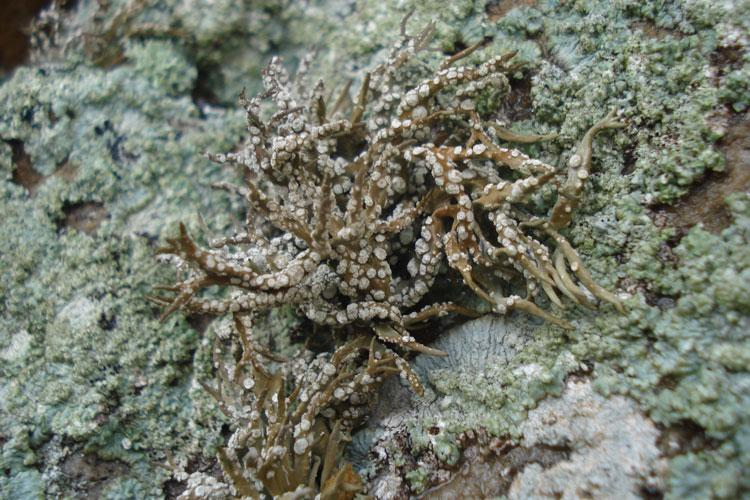 Roccella phycopsis &copy; Annie Aboucaya