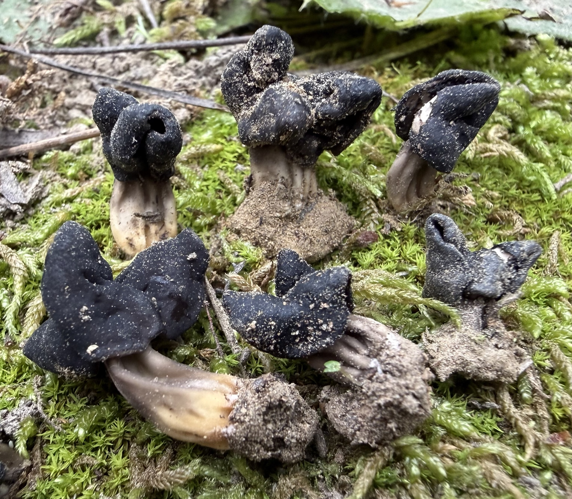 Helvella Semiobruta &copy; Lucian Clanet
