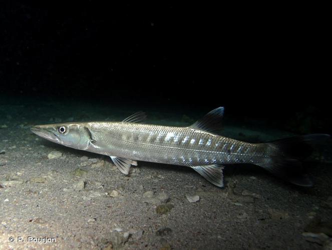 <i>Sphyraena barracuda</i> (Edwards, 1771) © P. Bourjon