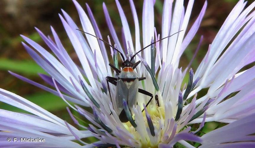 <i>Calocoris nemoralis</i> (Fabricius, 1787) © F. Michalke